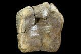 Bargain, Fossil Dinosaur Vertebra - Judith River Formation #107178-3